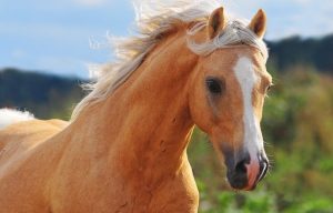 shutterstock_60537427-706x451