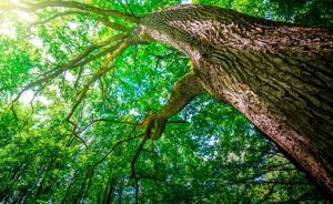 arvore-1-706x432
