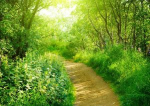 shutterstock_35137852-667x471