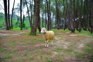 shutterstock_455696320-706x471